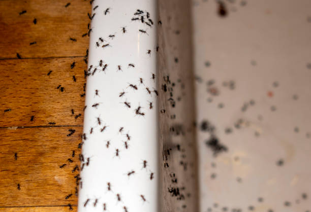 Best Pest Inspection Near Me  in Stanfield, NC